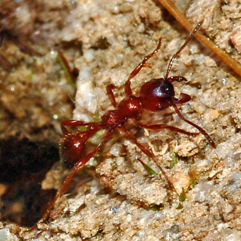 Una formica di guardia al nido:  Manica rubida